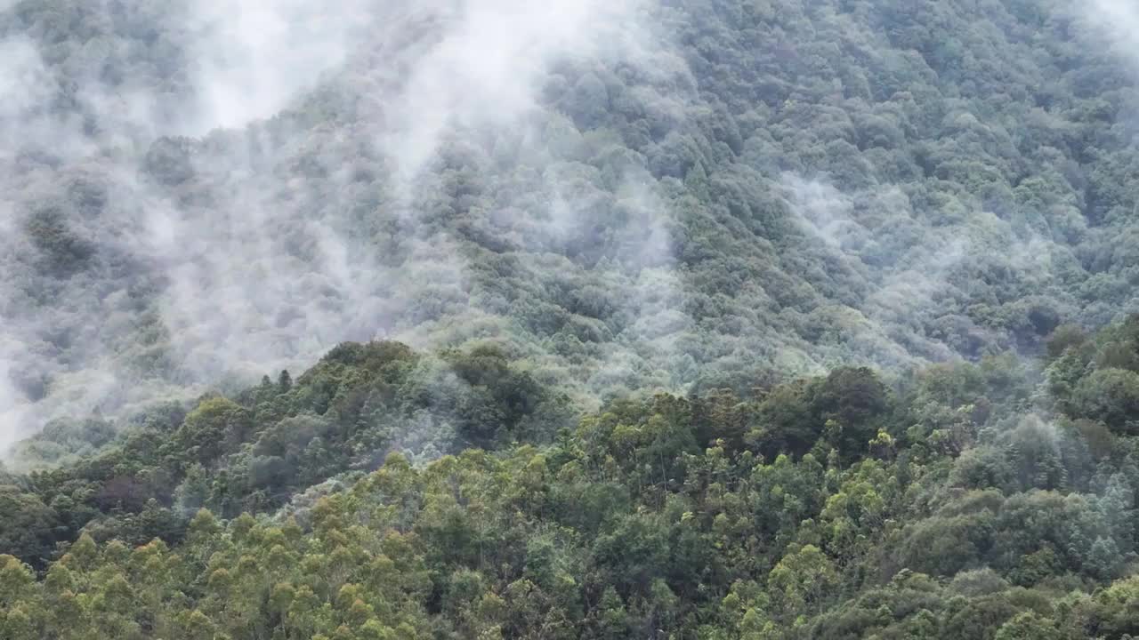 航拍高山顶云海雾森林间水雾大气峰乡村清晨视频素材