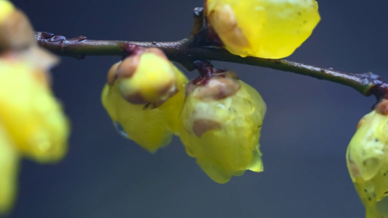 雨中的腊梅花视频素材