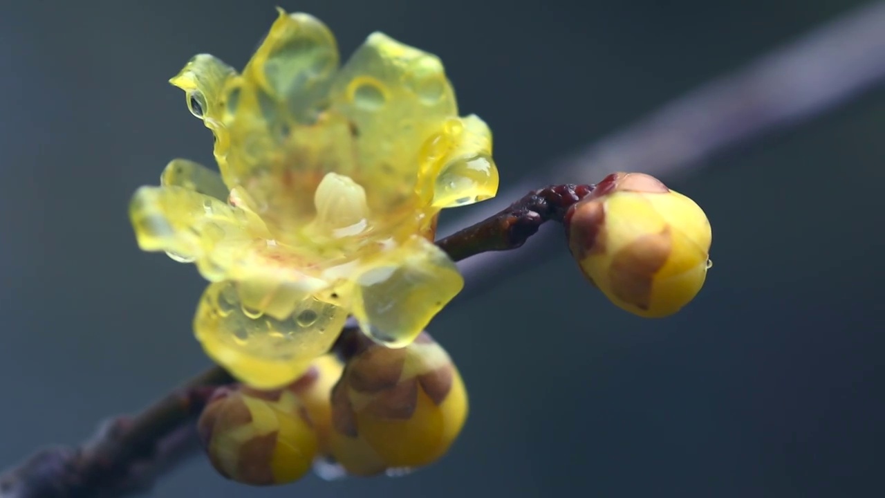 雨中的腊梅花视频素材