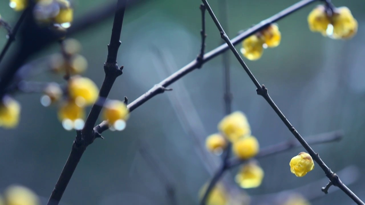 雨中的腊梅花视频素材