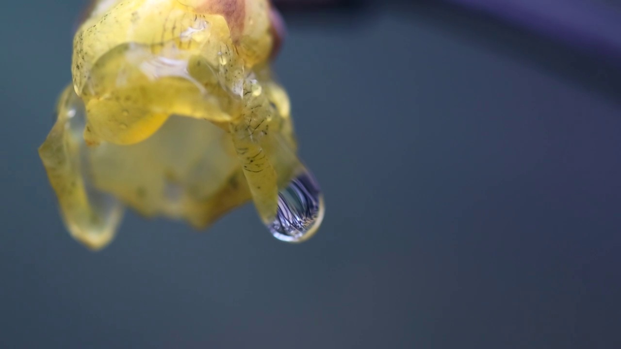 雨后腊梅视频素材