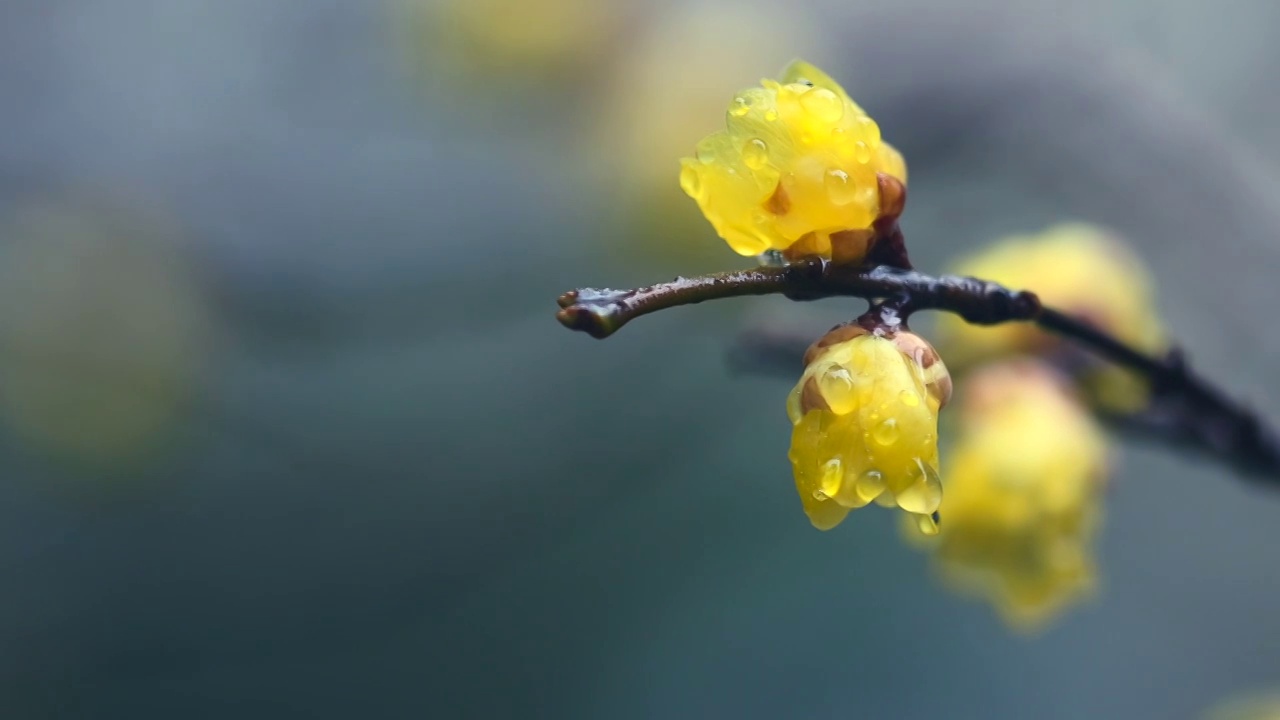 雨后腊梅视频素材