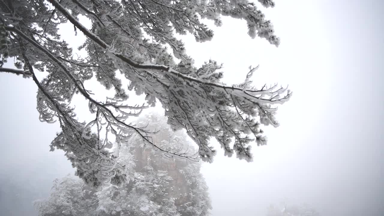 雪松摇摄视频素材