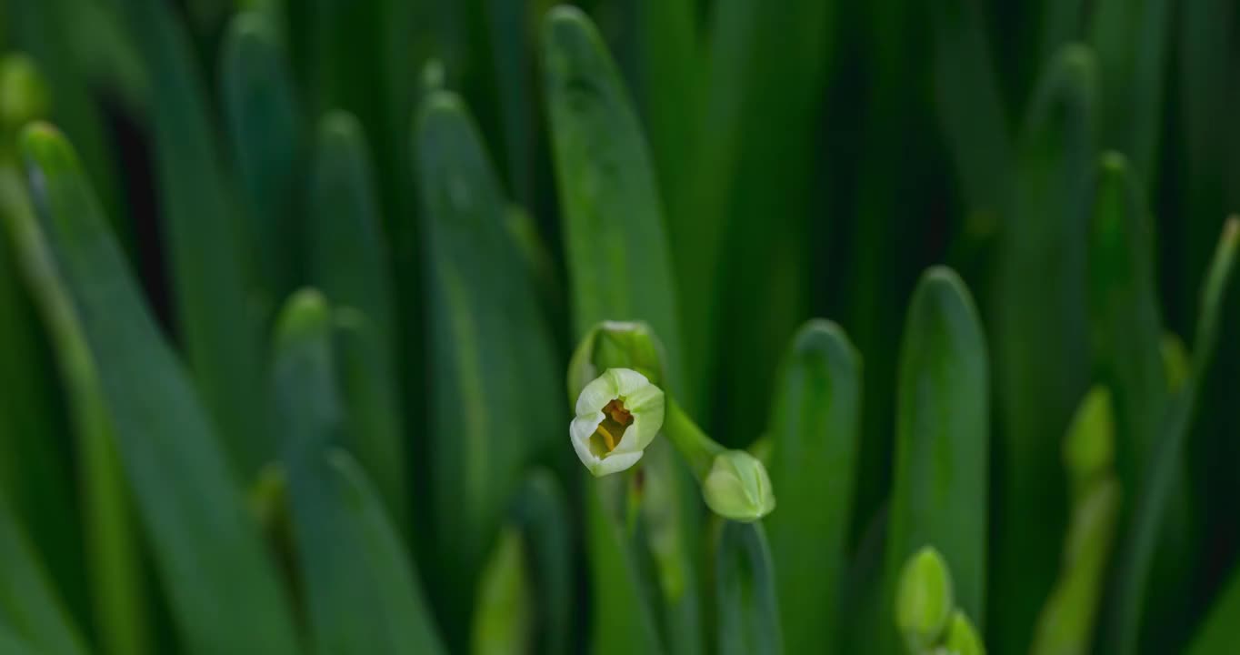 水仙花开放延时摄影20230117视频素材