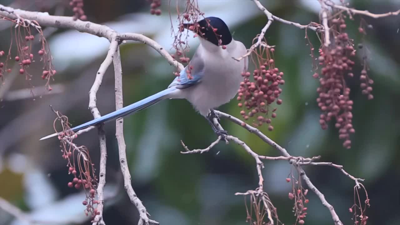 大雪中啄食浆果的喜鹊视频下载