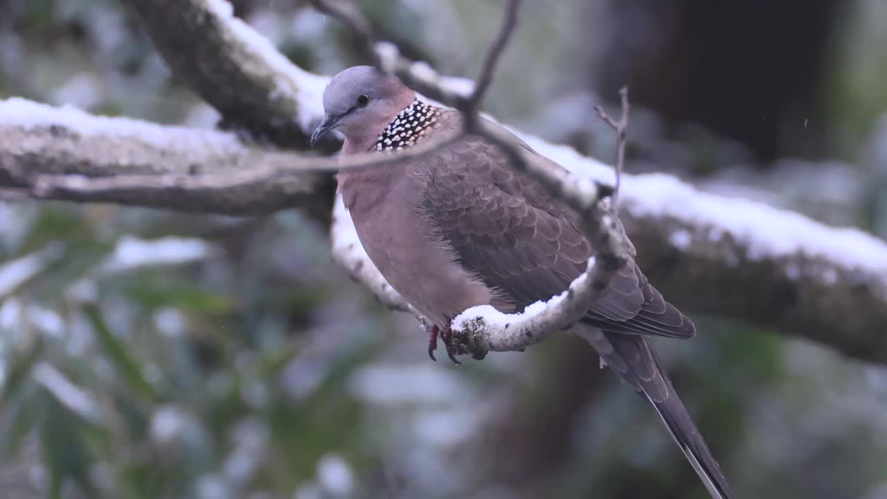 雪中的斑鸠视频素材