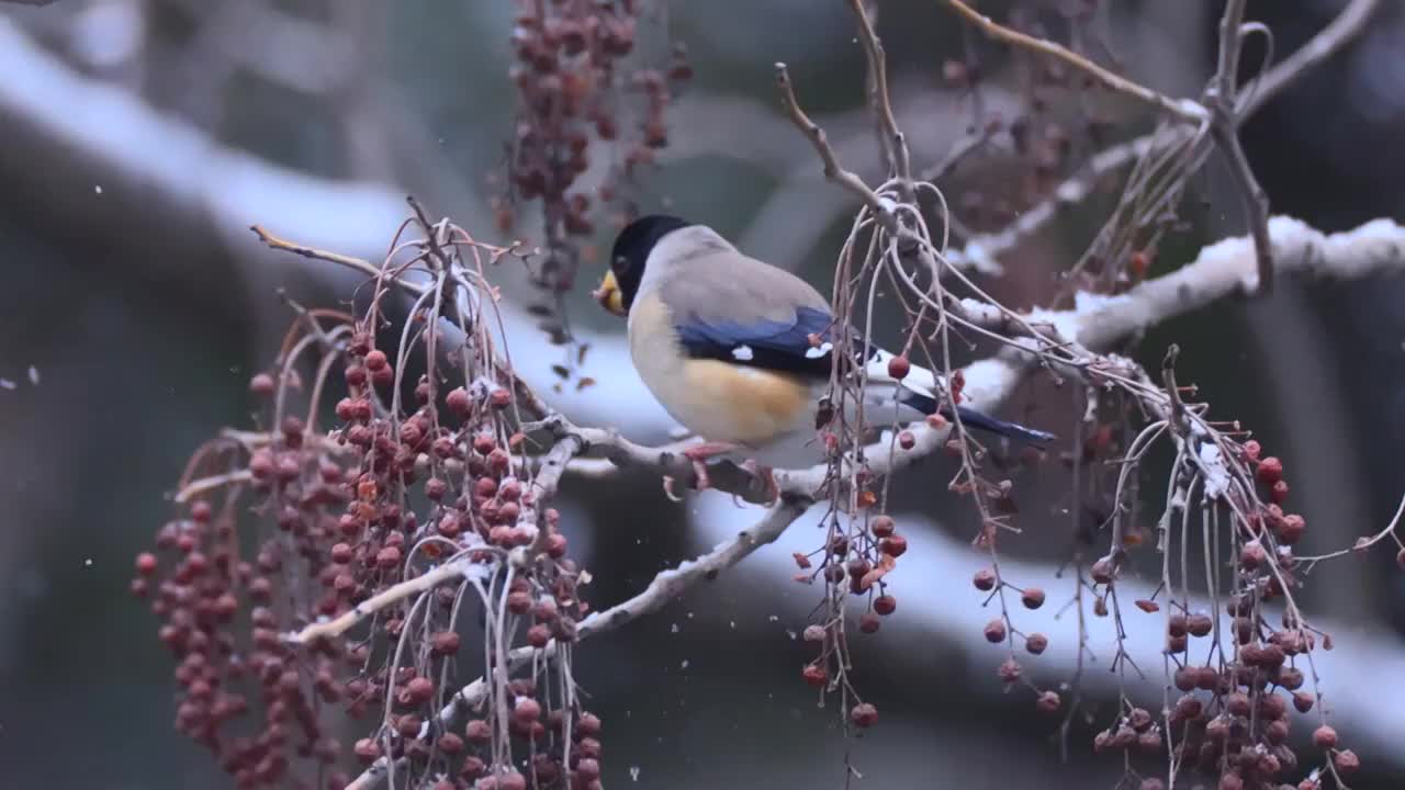 黑尾蜡嘴雀视频素材