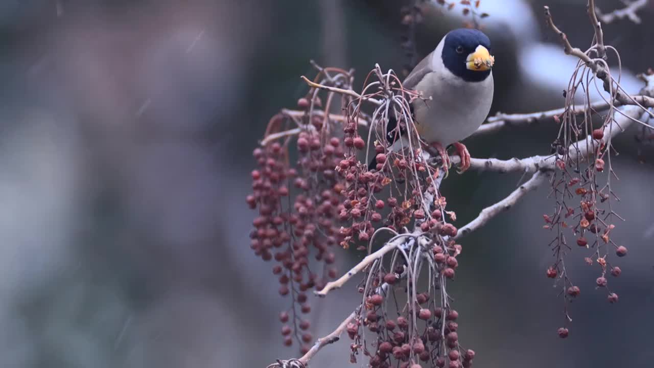 黑尾蜡嘴雀视频素材