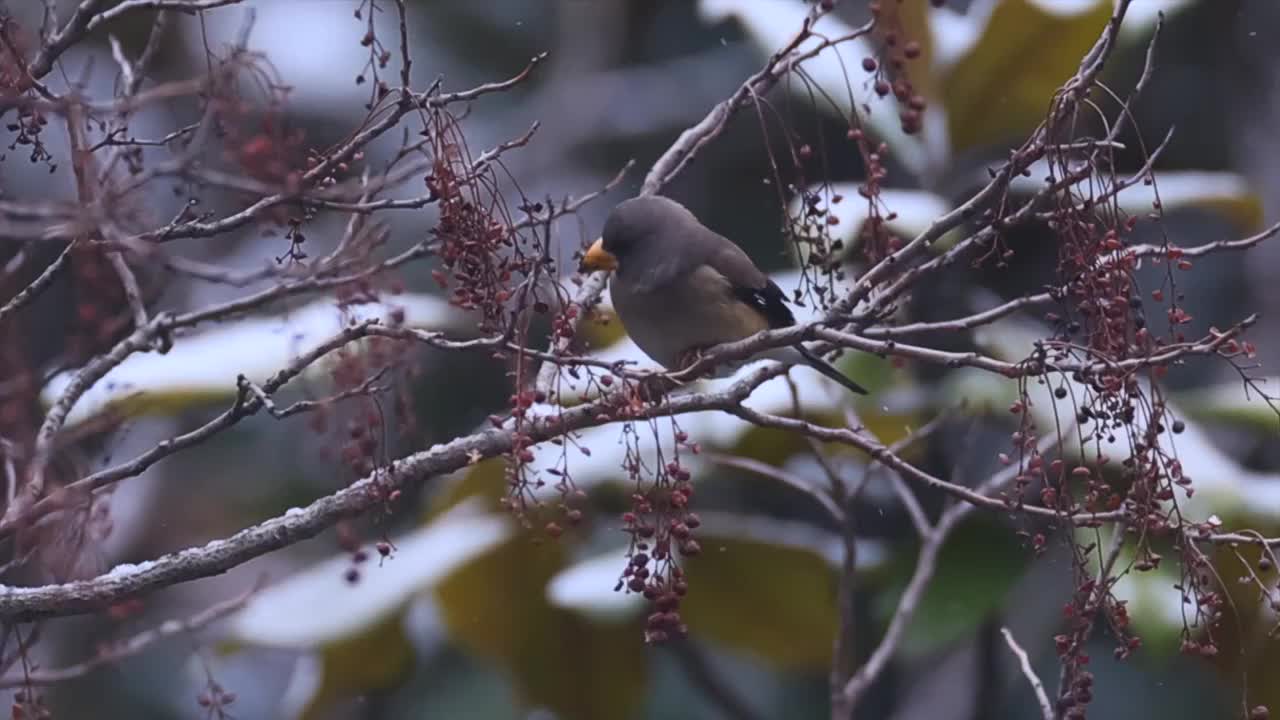 黑尾蜡嘴雀视频素材