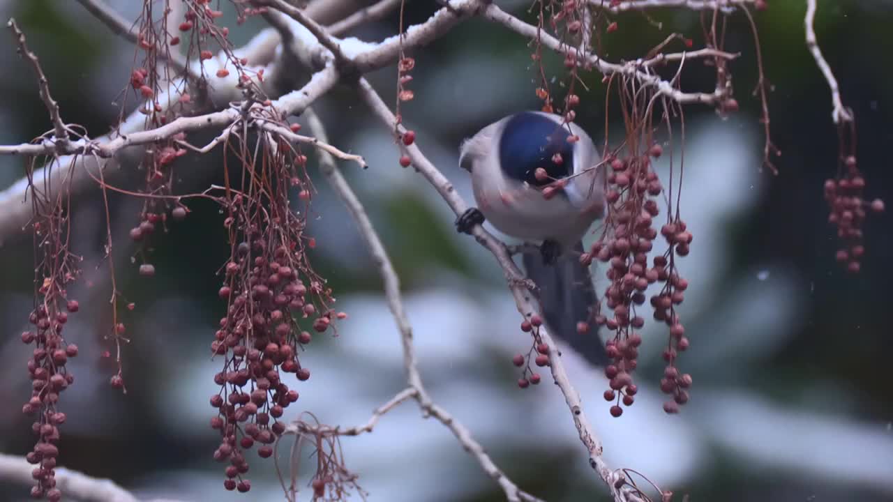 雪中的喜鹊视频素材