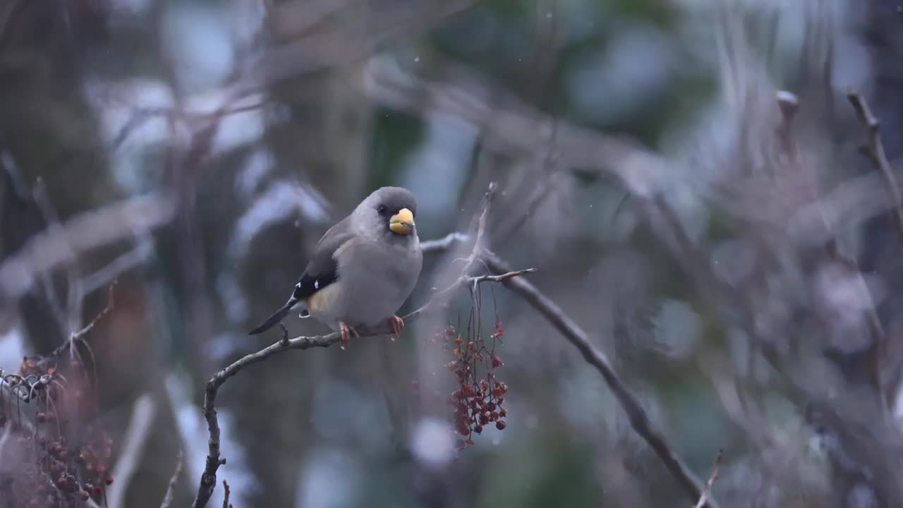 雪中的黑尾蜡嘴雀视频素材