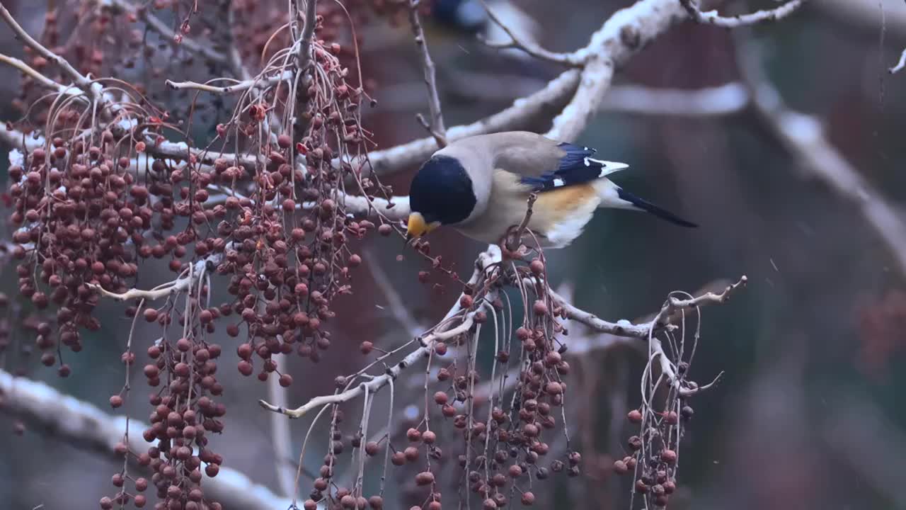 雪中的黑尾蜡嘴雀视频素材