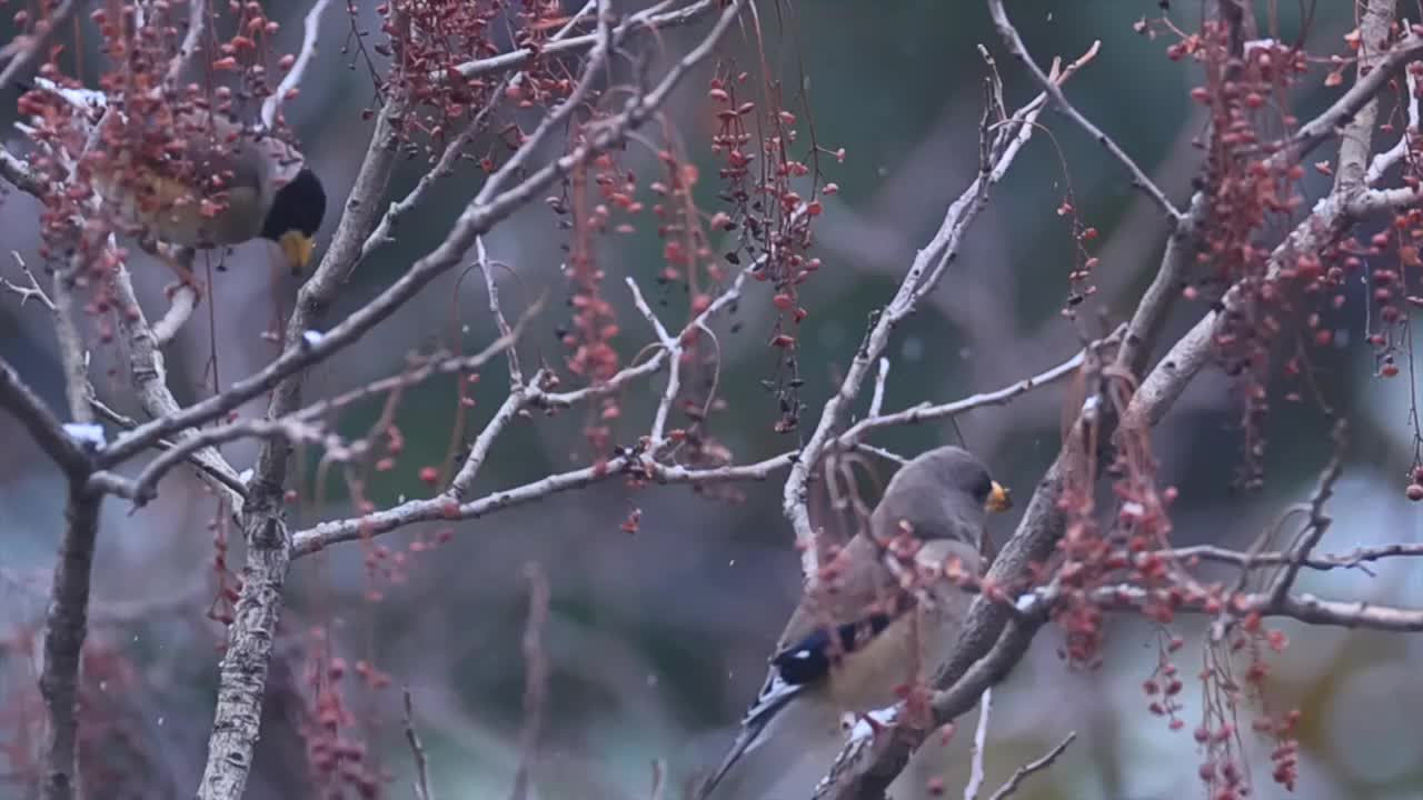 雪中的黑尾蜡嘴雀视频素材