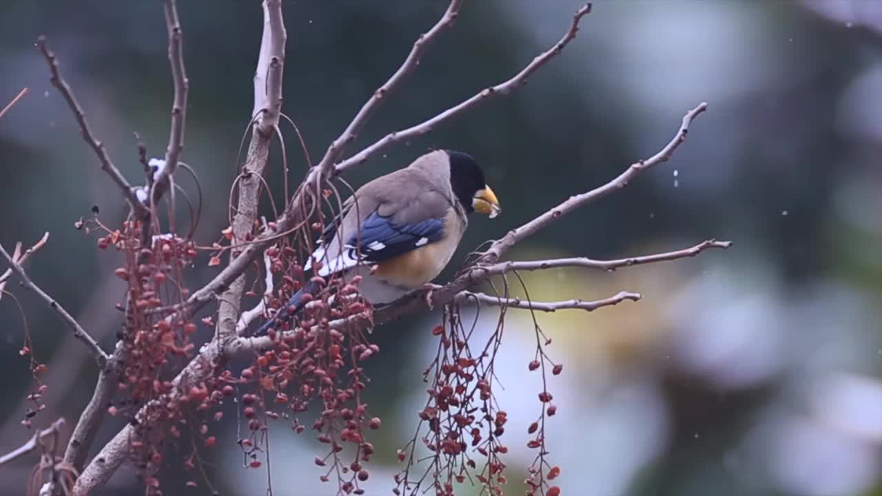 雪中的黑尾蜡嘴雀视频素材