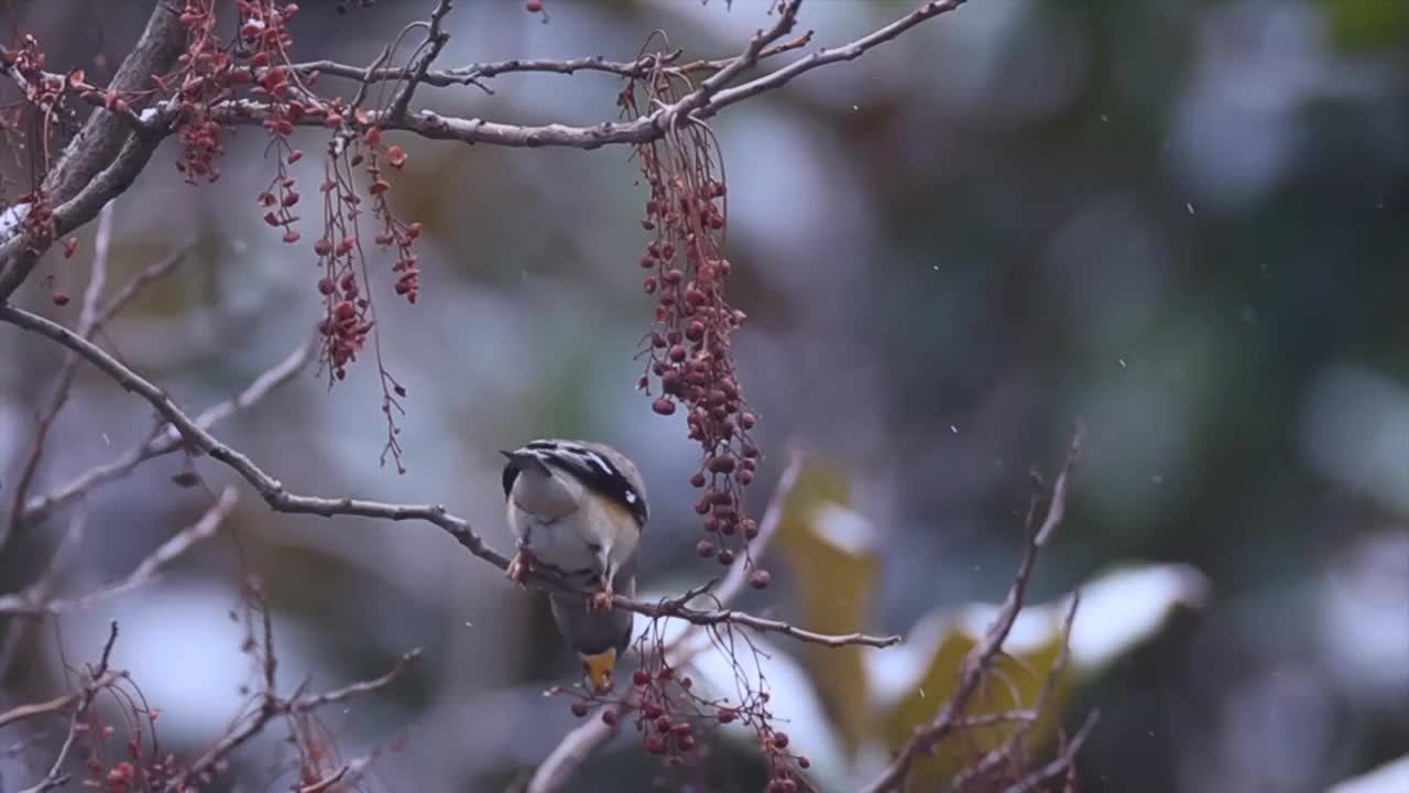 雪中的黑尾蜡嘴雀视频素材