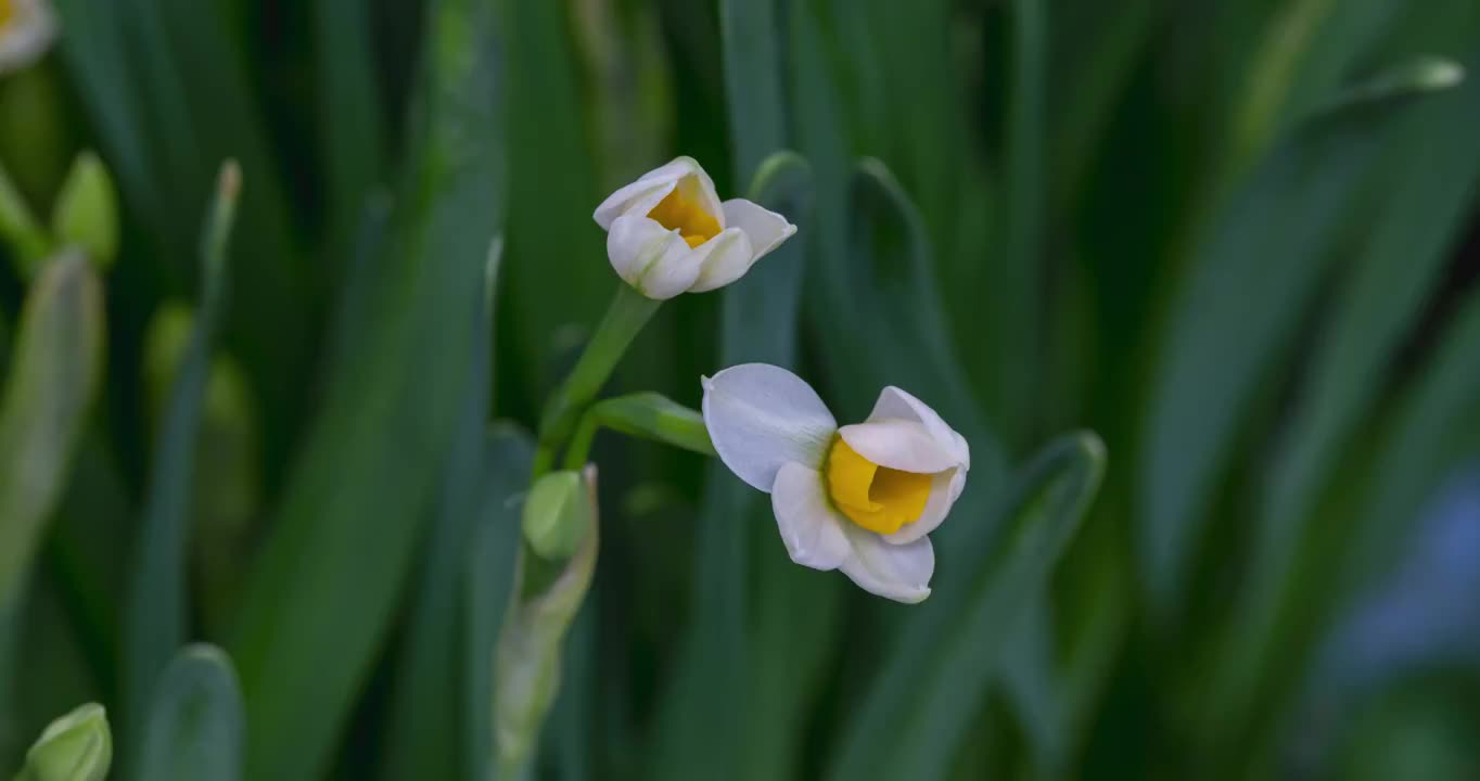 水仙花开放延时摄影20230117B视频素材