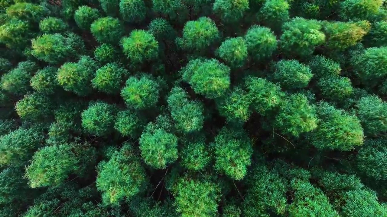 航拍绿色森林绿色树林背景视频素材