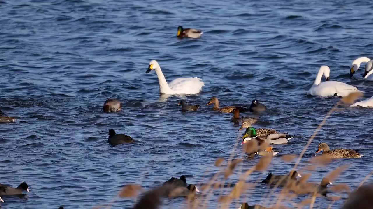 冬日下午湿地里各种水鸟嬉戏视频素材