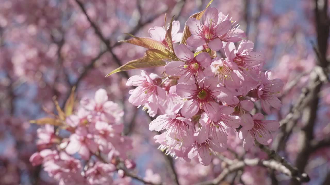 春天阳光下的冬樱花视频素材