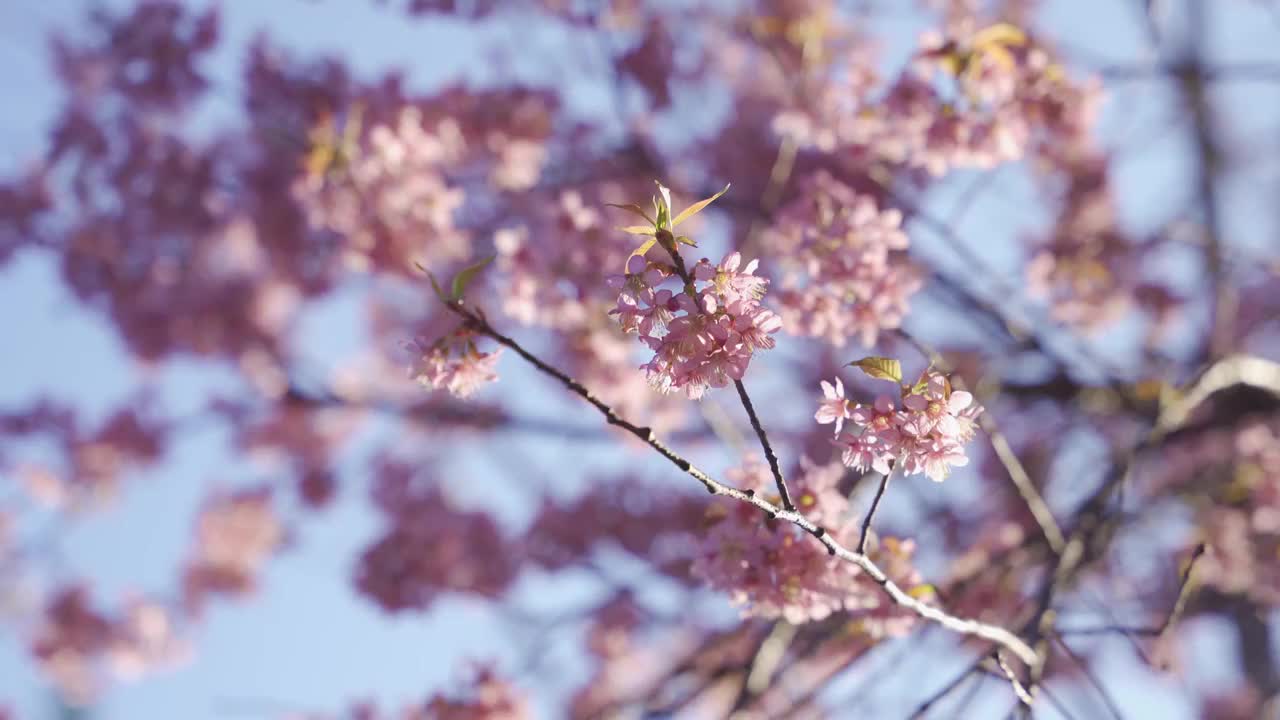 春天阳光下的冬樱花视频素材