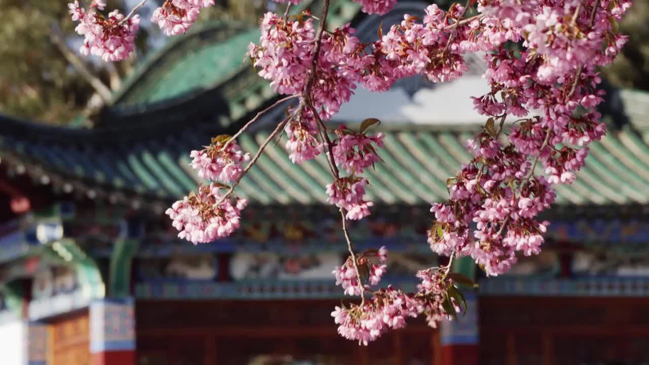 春天阳光下的冬樱花视频素材