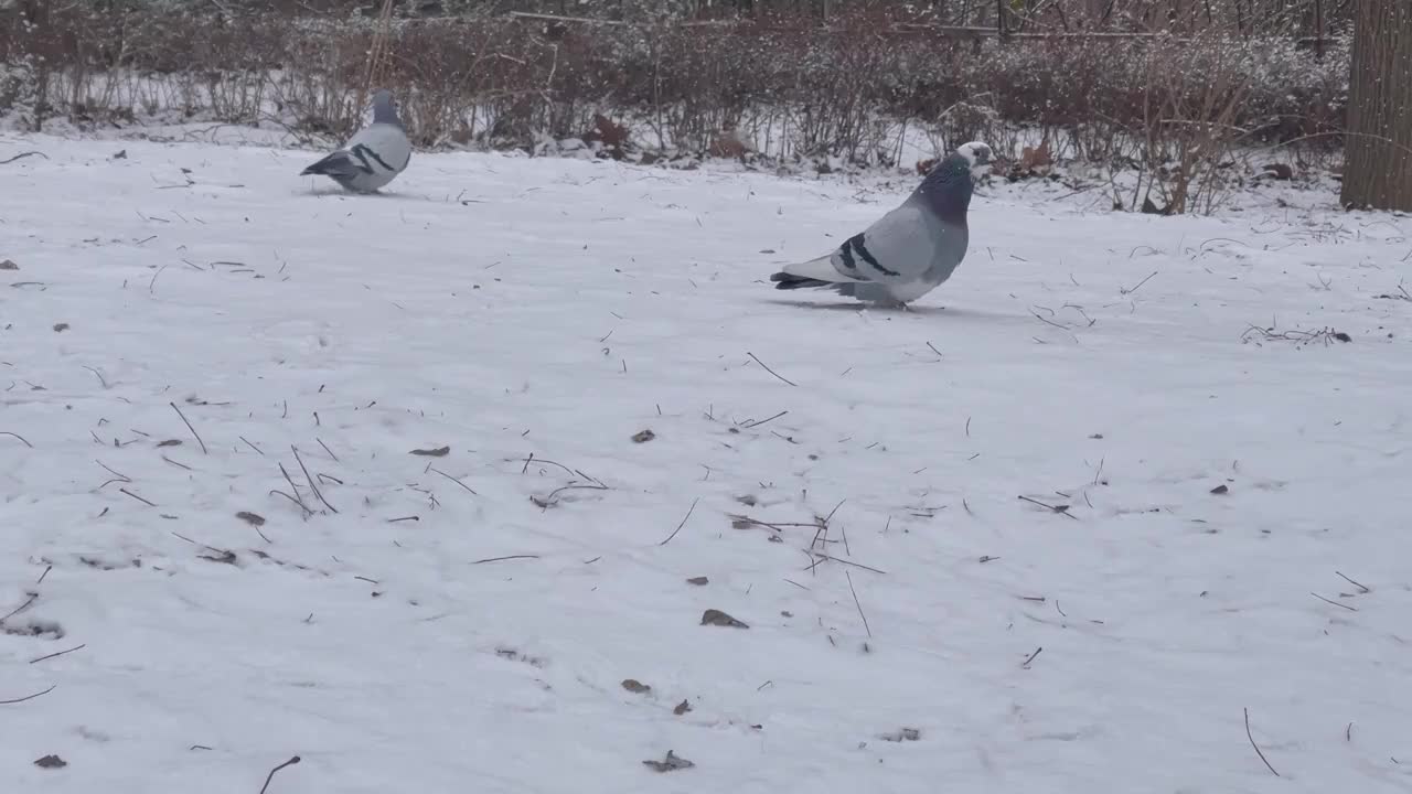 下雪中的鸽子视频素材