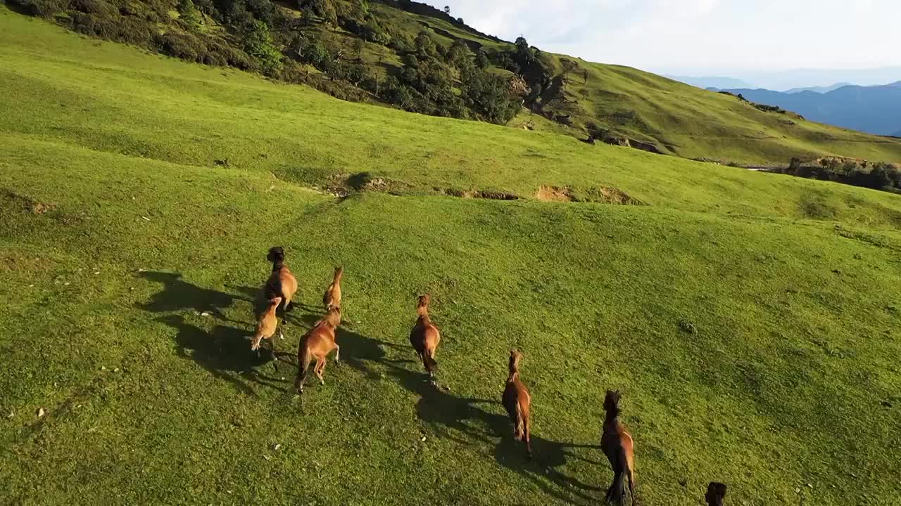 骏马奔跑在高山草甸视频素材