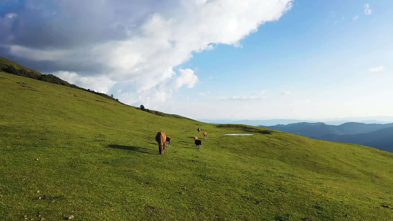 骏马在高山草甸悠然散步视频下载