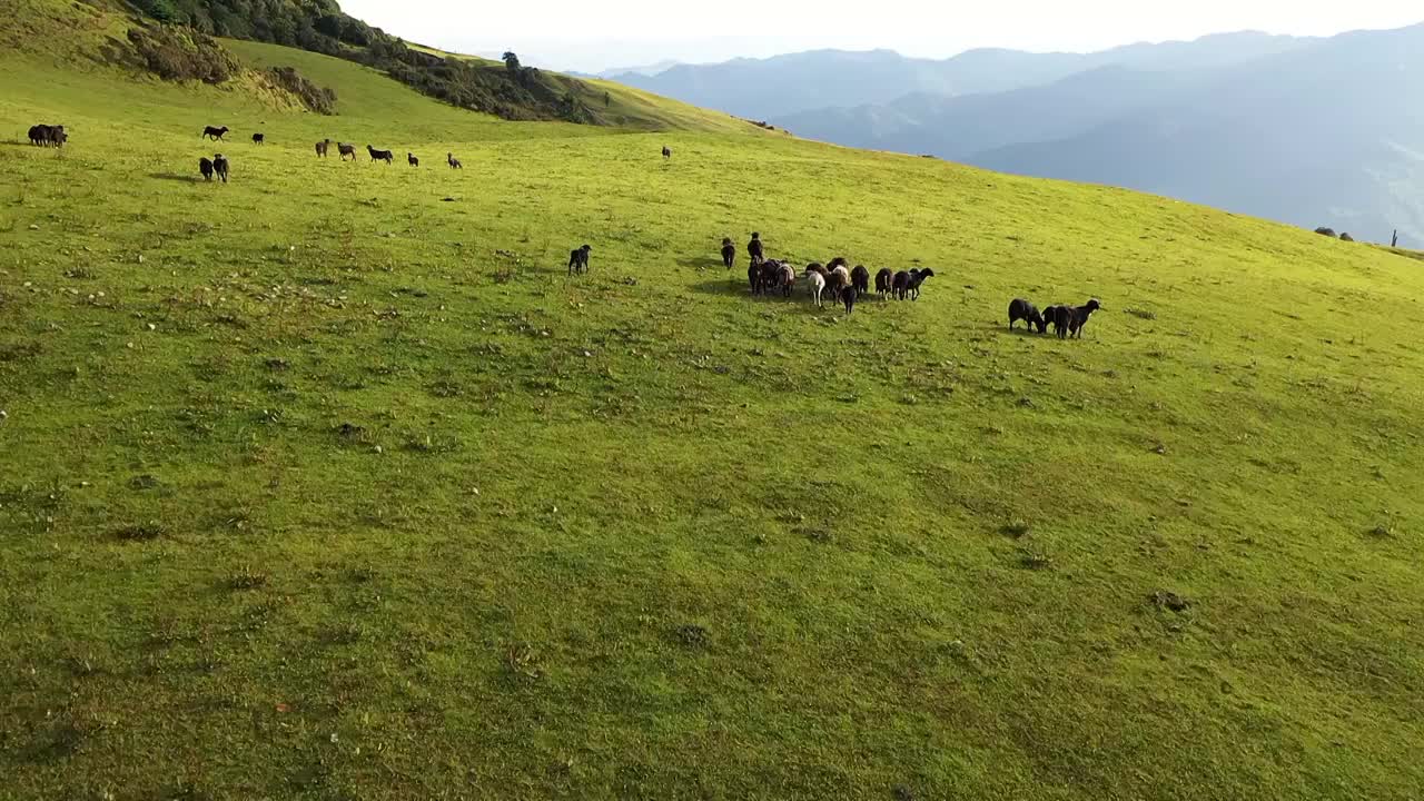 日落时在高山草甸悠然吃草的羊群视频素材