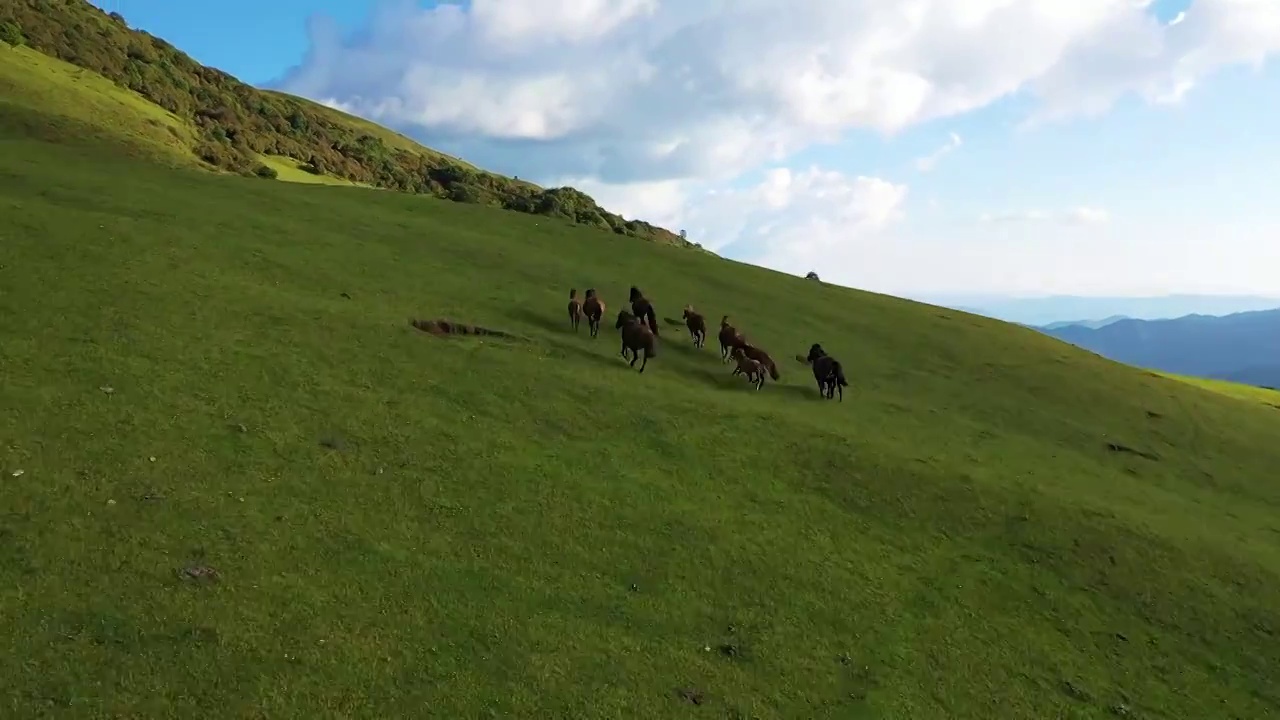 骏马奔跑在高山草甸视频素材