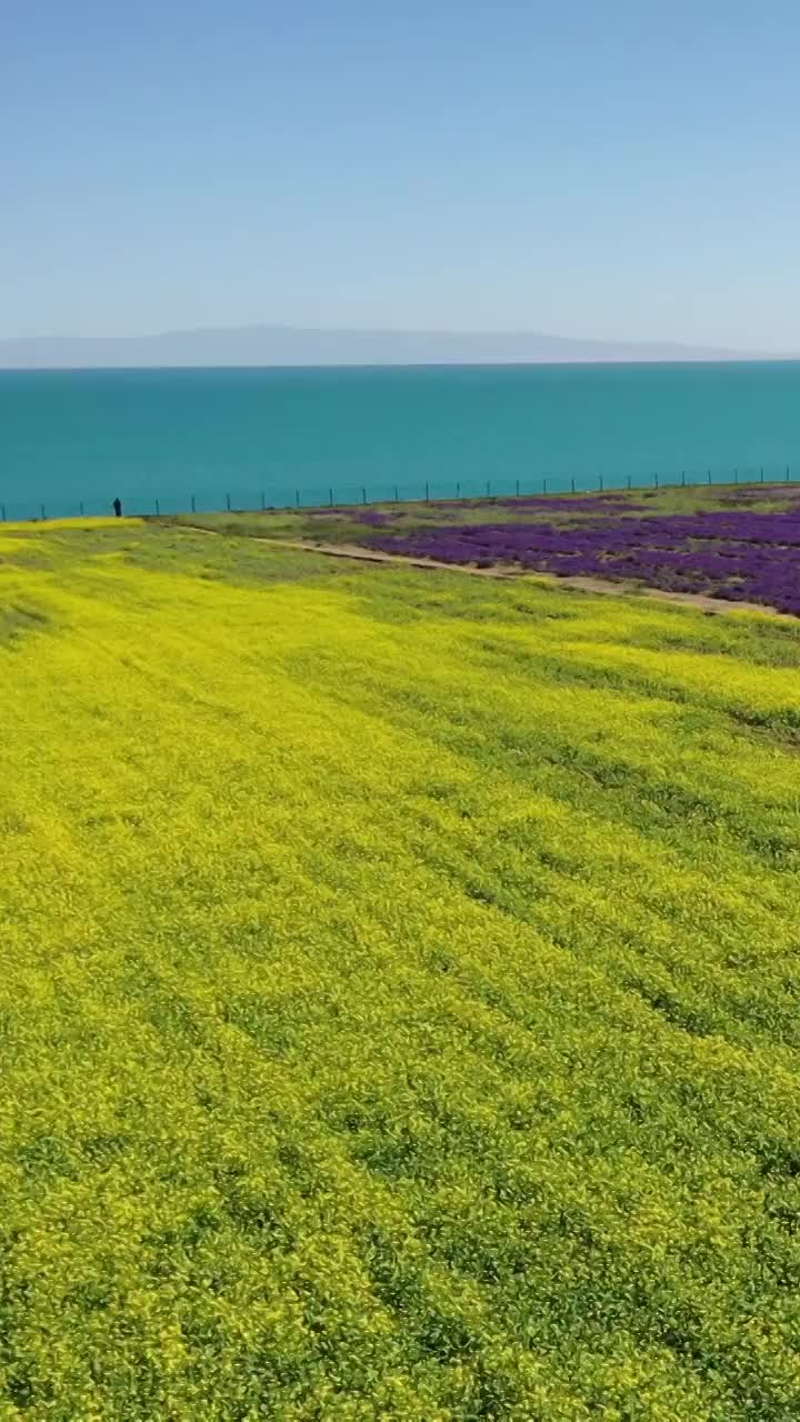 青海湖的夏天，油菜花与薰衣草的花海，清新的夏日视频素材