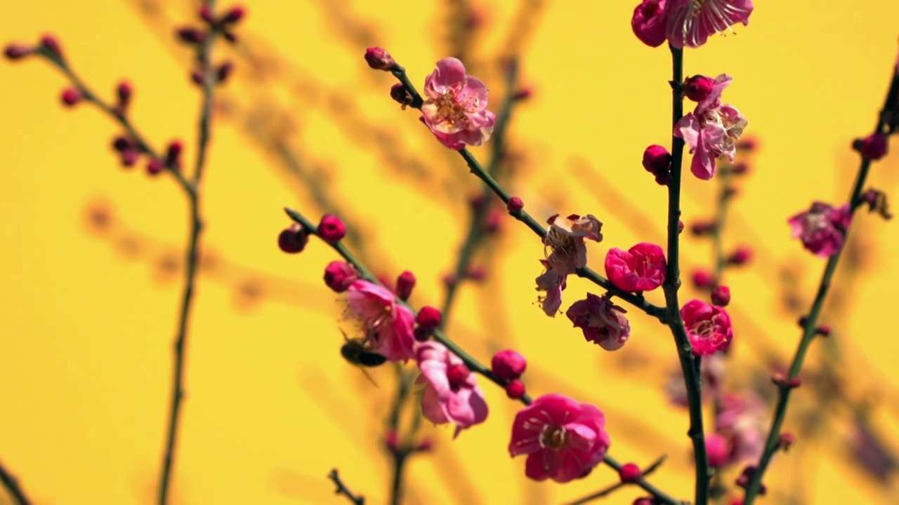 灵隐寺的梅花视频素材