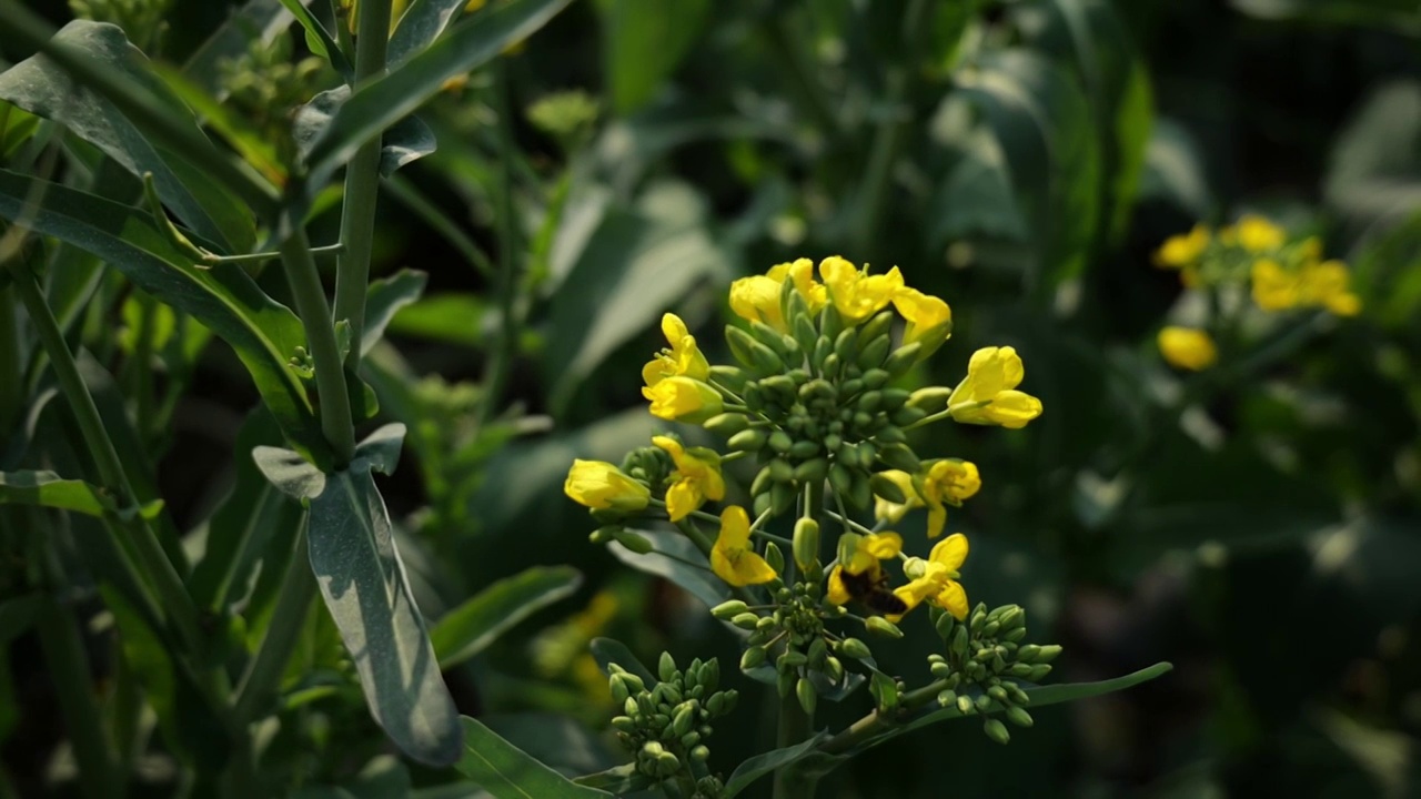 菜花油菜花蜜蜂春天蜜蜂菜花油菜田野油菜花视频素材