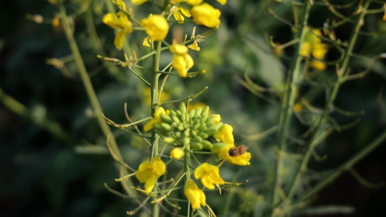 菜花油菜花蜜蜂春天蜜蜂菜花油菜田野油菜花视频素材