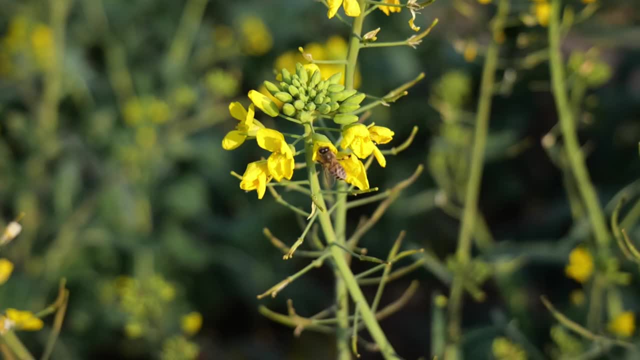 菜花油菜花蜜蜂春天蜜蜂菜花油菜田野油菜花视频素材