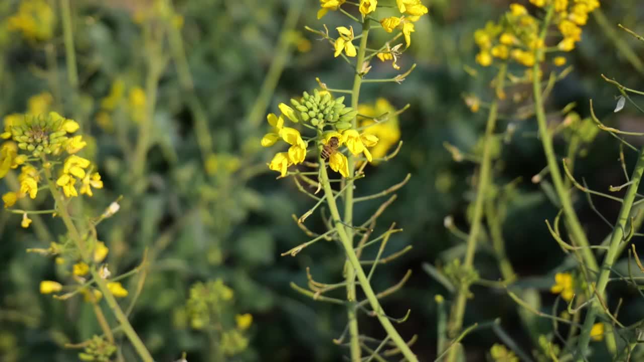 菜花油菜花蜜蜂春天蜜蜂菜花油菜田野油菜花视频素材