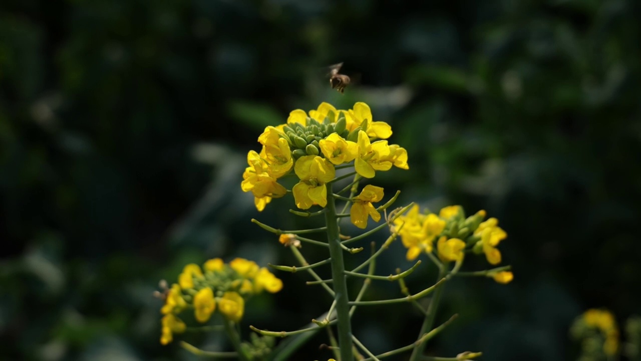 菜花油菜花蜜蜂春天蜜蜂菜花油菜田野油菜花视频素材