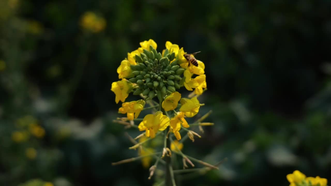 菜花油菜花蜜蜂春天蜜蜂菜花油菜田野油菜花视频素材