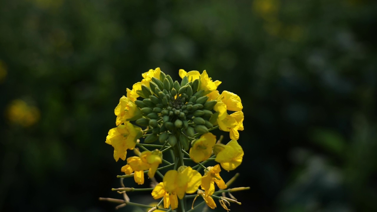 菜花油菜花蜜蜂春天蜜蜂菜花油菜田野油菜花视频素材