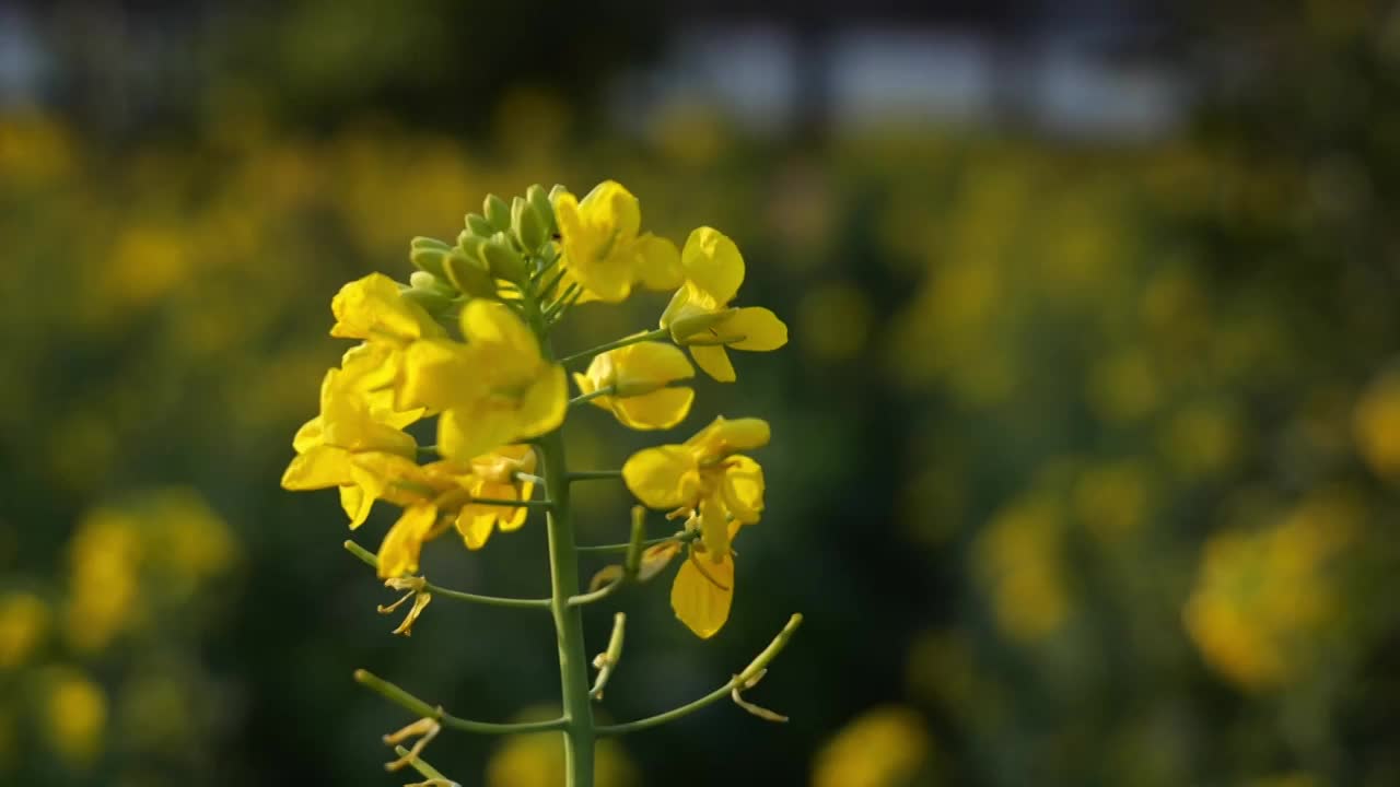 菜花油菜花蜜蜂春天蜜蜂菜花油菜田野油菜花视频素材