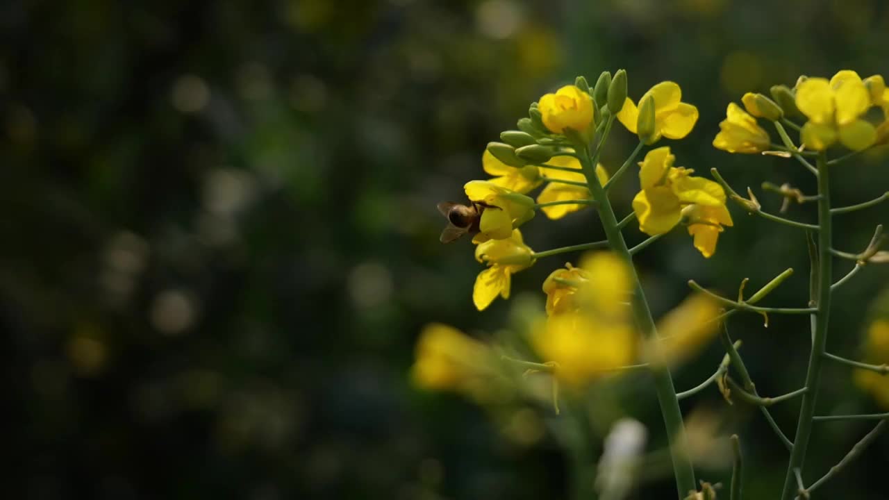 菜花油菜花蜜蜂春天蜜蜂菜花油菜田野油菜花视频素材