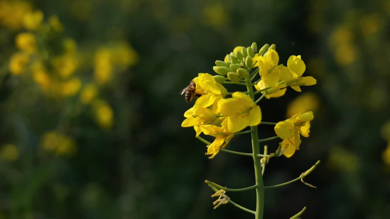 菜花油菜花蜜蜂春天蜜蜂菜花油菜田野油菜花视频素材