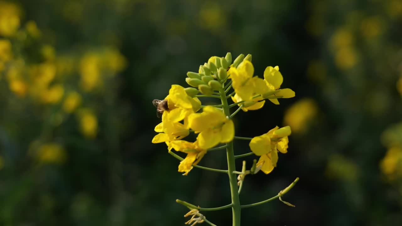 菜花油菜花蜜蜂春天蜜蜂菜花油菜田野油菜花视频素材