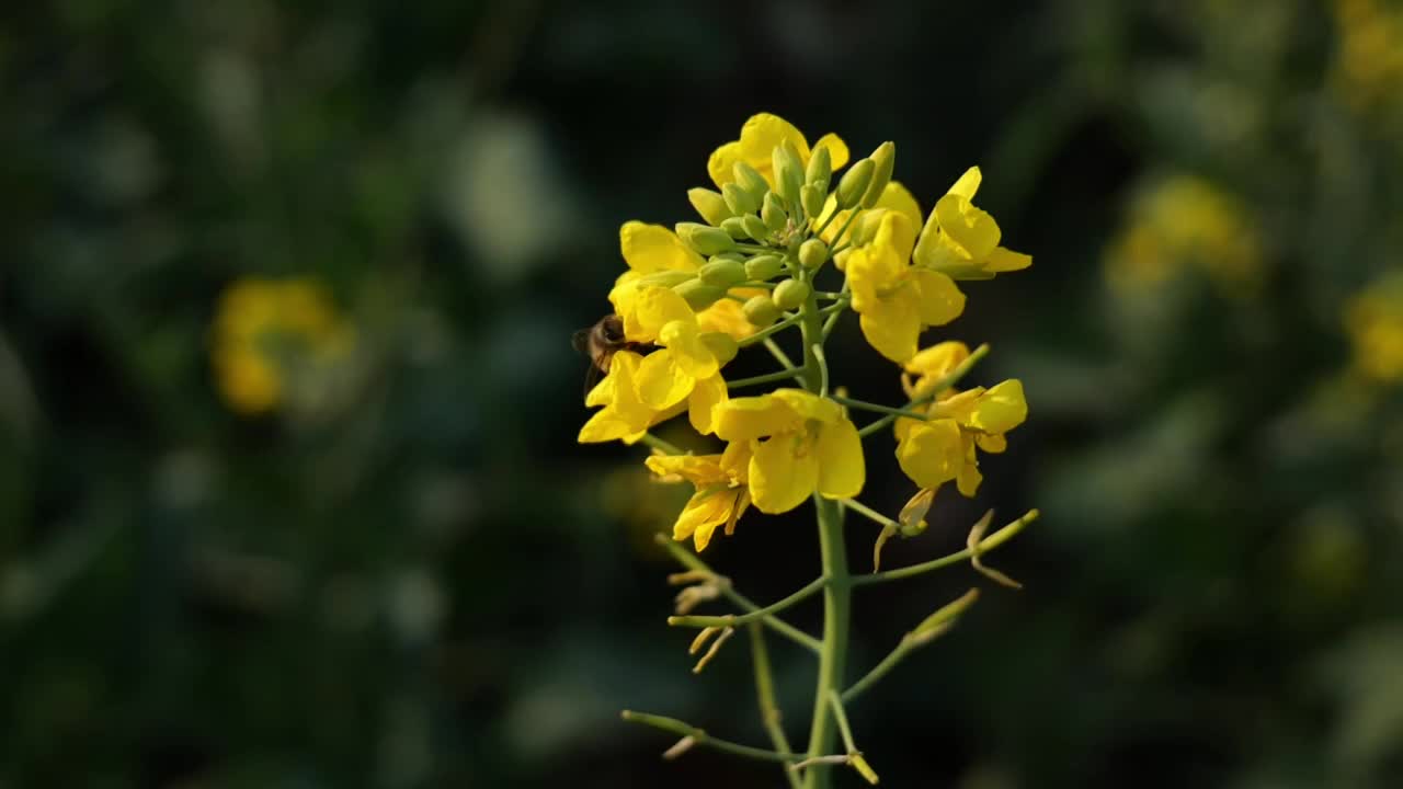 菜花油菜花蜜蜂春天蜜蜂菜花油菜田野油菜花视频素材