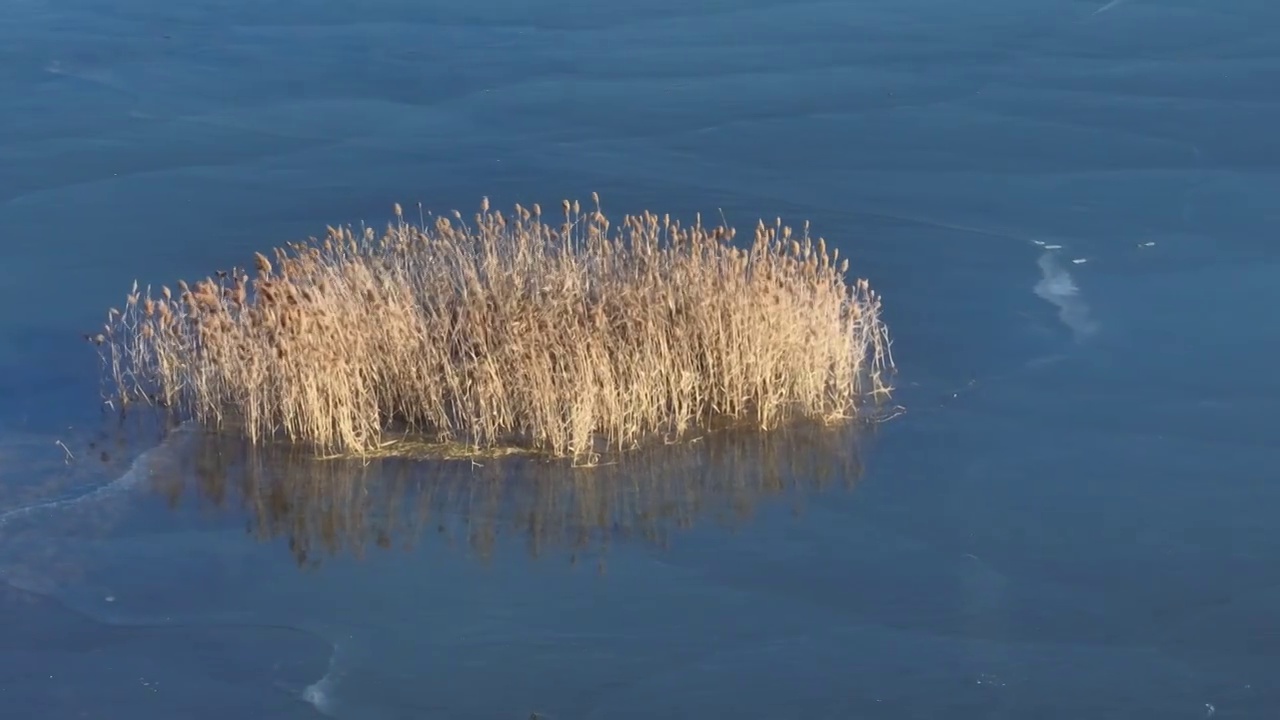 北京怀柔水库冬天水草航拍视频素材