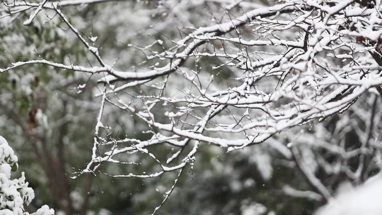 李村公园雪景视频下载