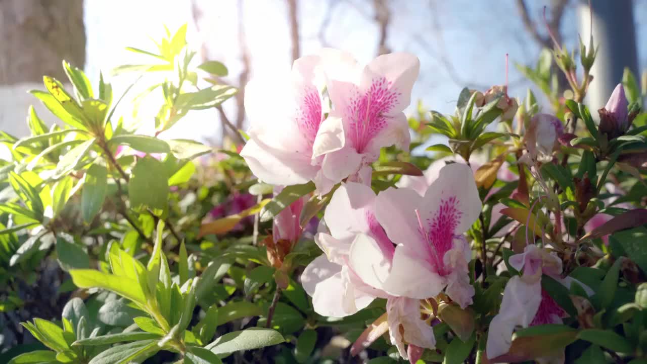 春天阳光下盛开杜鹃花视频素材