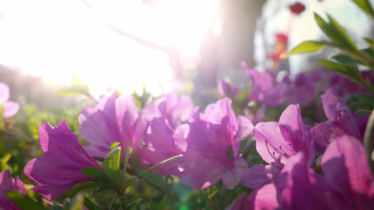 春天阳光下盛开杜鹃花视频素材