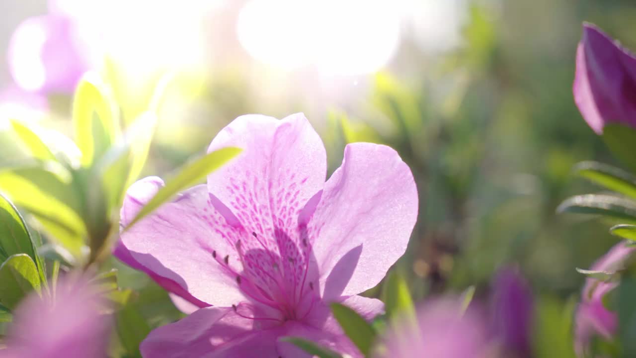 春天阳光下盛开杜鹃花视频素材