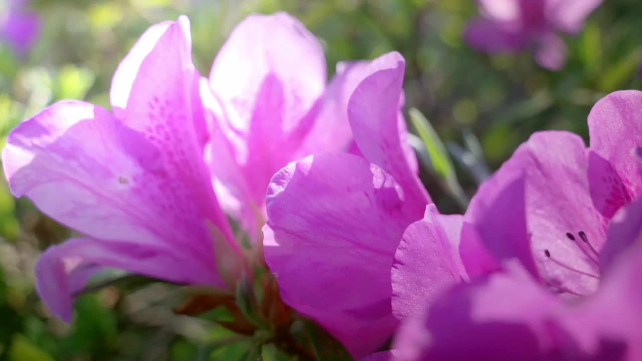 春天阳光下盛开杜鹃花视频素材